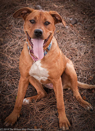 Foster Isomere-9751