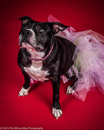 Molly-5795