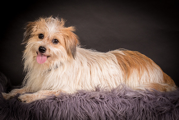 Foster Tiny-1266