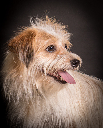 Foster Tiny-1242
