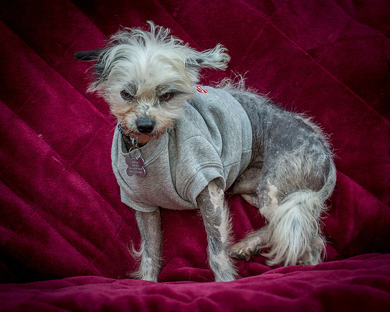 Foster Freckles-5492