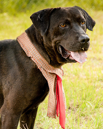 Darlington - Louie-8818