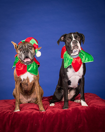 Brown-Jade and Louie-7349