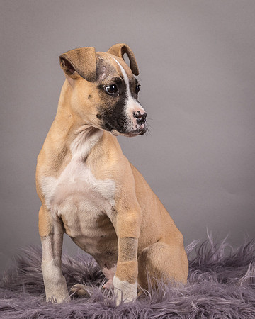 Foster Barnabas-4494