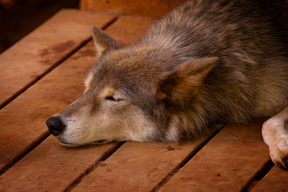Wolf-9042
