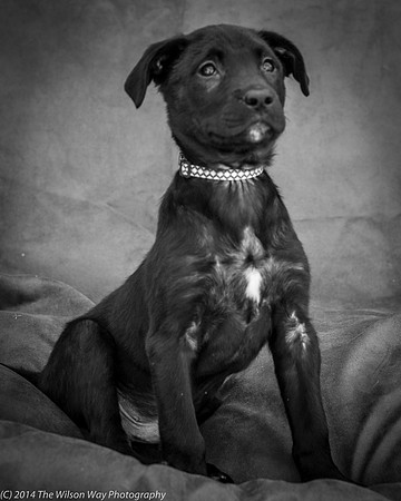 Foster Pokey-2420