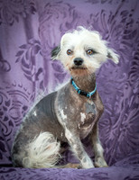 Foster Freckles-5399