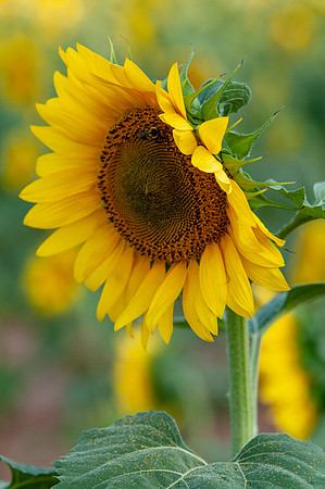 sunflowers-1989