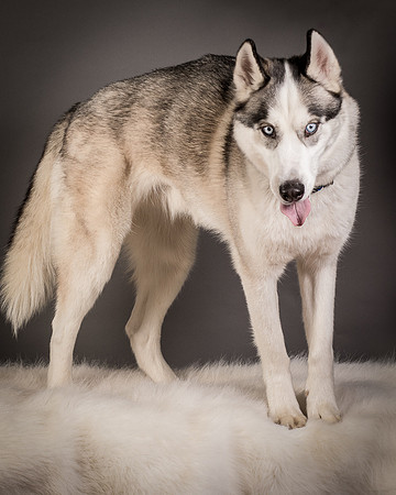 Foster Aspen-7633