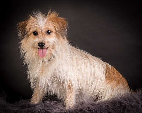 Foster Tiny-1245