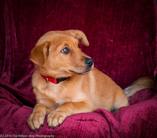 Foster Luna-9063