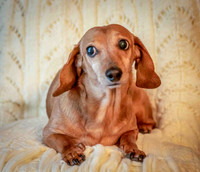Dottie-2