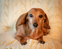 Dottie-2-3