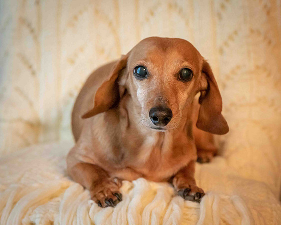 Dottie-2-3