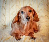 Dottie-3-2