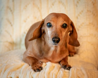 Dottie-3-2-3