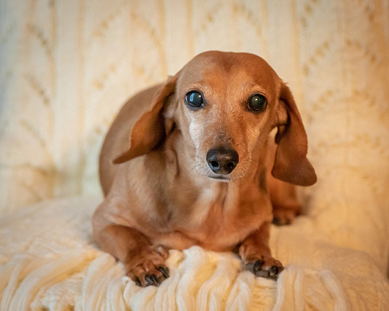 Dottie-3-2-3
