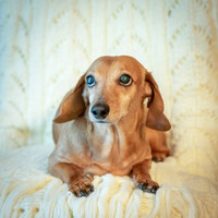 Dottie-3-3