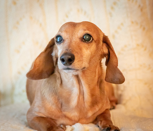 Dottie-3-9926
