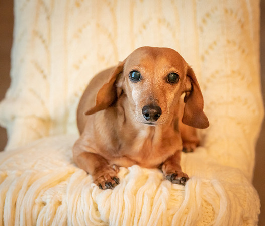 Dottie-3-9922