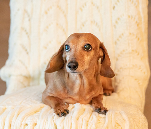 Dottie-3-9917-2
