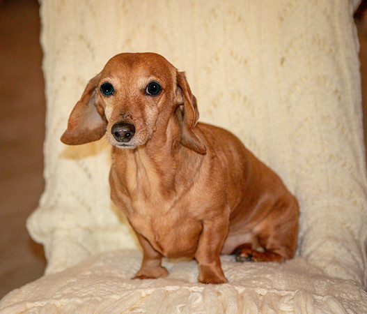 Dottie-3-9889