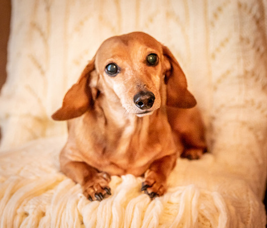 Dottie-3-9906