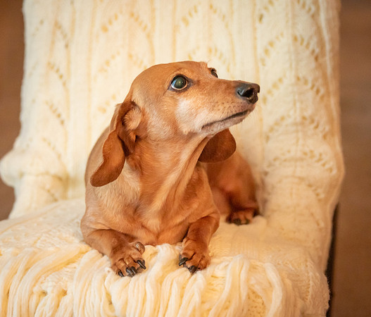 Dottie-3-9904