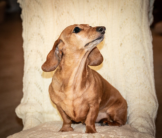 Dottie-3-9890