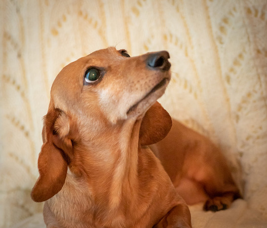 Dottie-3-9910