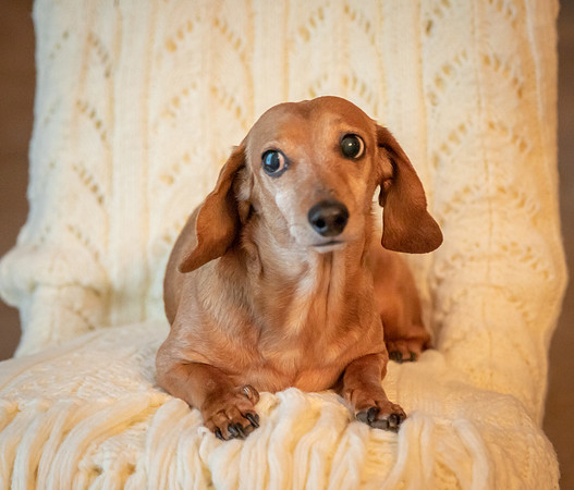 Dottie-3-9916
