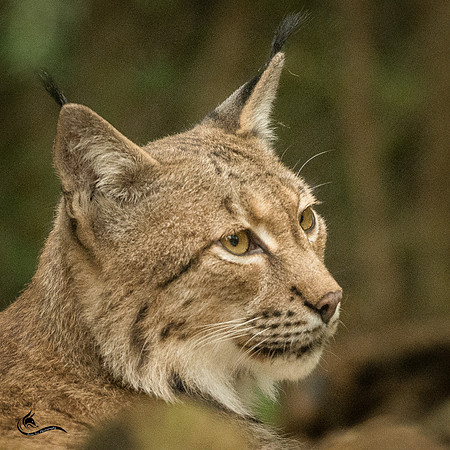 nashville zoo kitty 2-3784