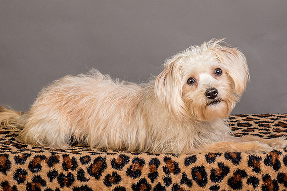 Foster Henrietta-8588