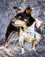 Foster Leela-7999