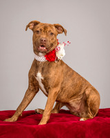 Foster Pumpkin-4687