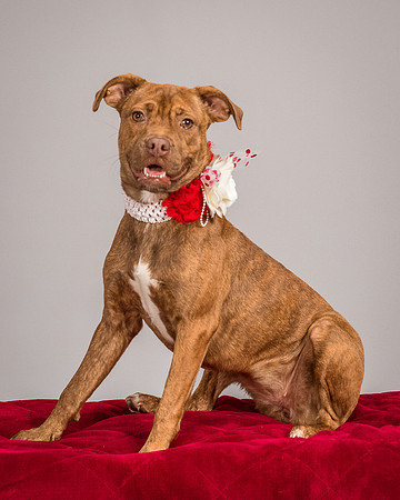 Foster Pumpkin-4687