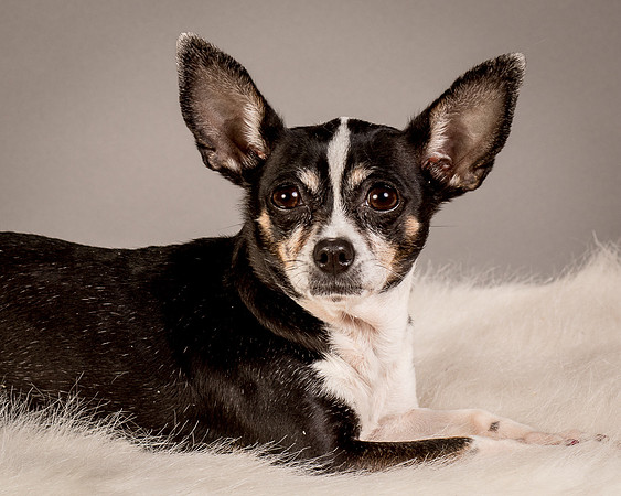 Foster Justice-4641