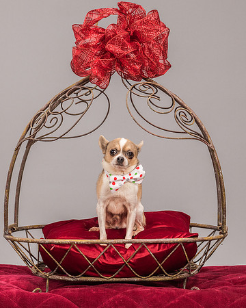 Foster Skippy-2254