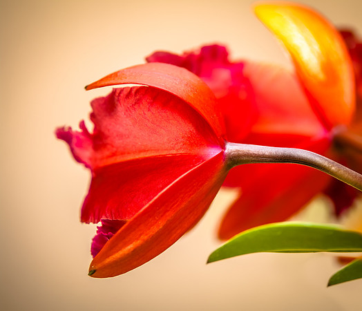 flowers-9180