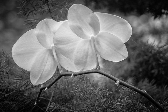 Flowers-2264