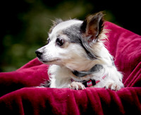 Foster Anouk-8703