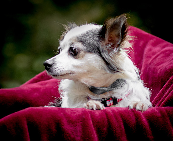 Foster Anouk-8703