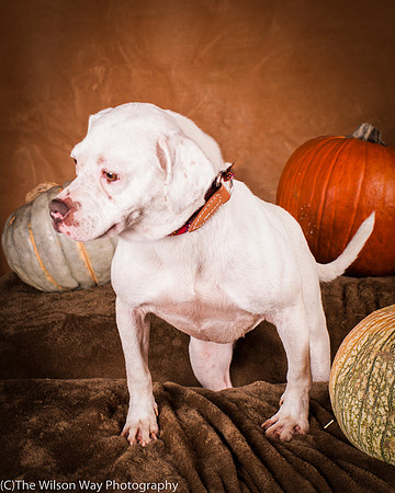Foster Canvas-6111