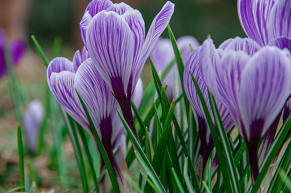 Flower Purple Crocus-0711