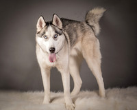 Foster Aspen-7605