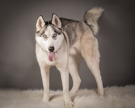 Foster Aspen-7605