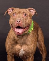 Foster Coco-2056