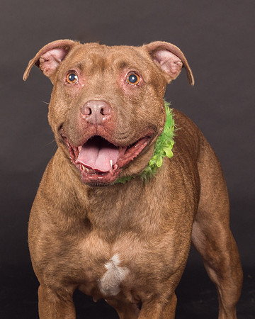 Foster Coco-2056