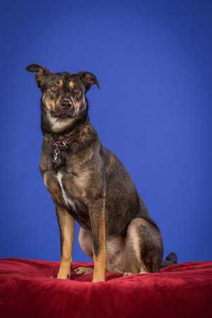 Golden-Tuco-0579