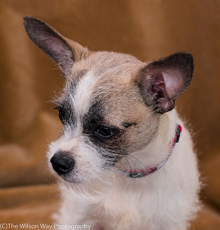 Foster Gordie-9468
